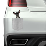 Chihuahua Dog in pocket Fridge Car Magnet Bumper Sticker App size 4"x7"