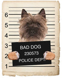Cairn Terrier Mugshot Bad Dog Fridge refrigerator Car Magnet