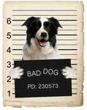 Border Collie Mugshot Bad Dog Fridge refrigerator Car Magnet