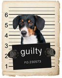 Wirehaired Vizsla Mugshot Bad Dog Fridge refrigerator Car Magnet