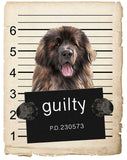 Leonberger Mugshot Bad Dog Fridge refrigerator Car Magnet