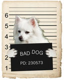 American Eskimo Mugshot Bad Dog Fridge refrigerator Car Magnet Bumper Sticker