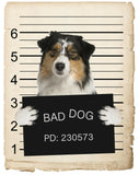 Australian Shepard Mugshot Bad Dog Fridge refrigerator Car Magnet